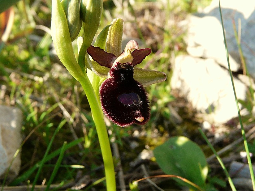 Ophrys bertoloniiformis